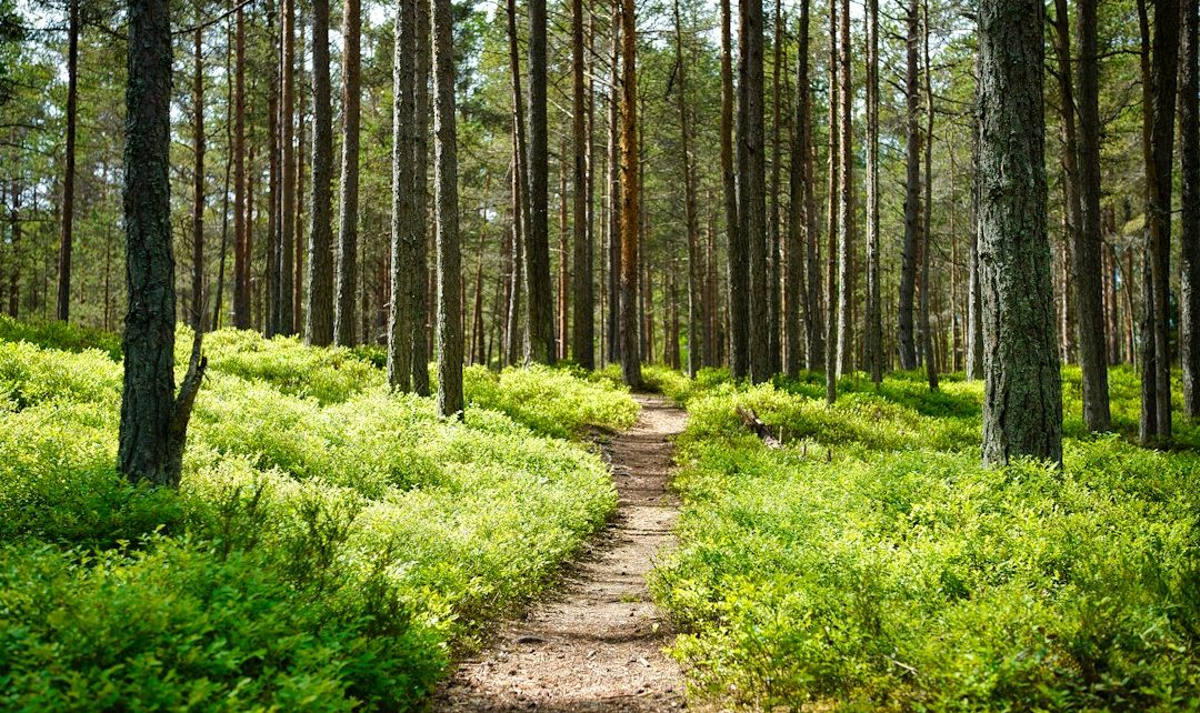 A serene forest path winding through lush greenery and tall trees